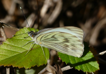 Great Southern White female